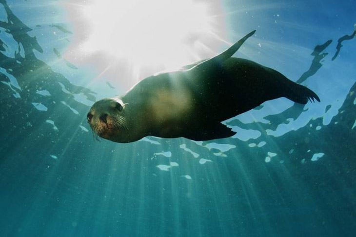 Mediterranean monk seal Croatia